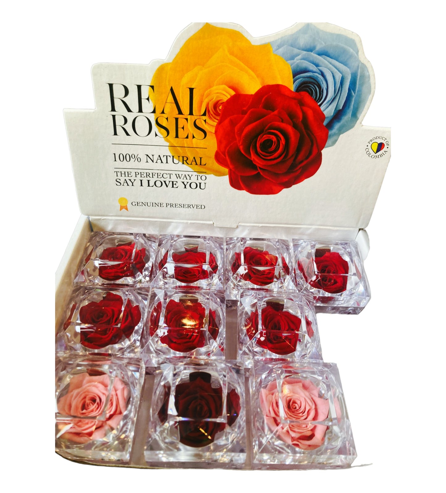SJC23 - Single Real Rose Bud in Elegant Transparent Case